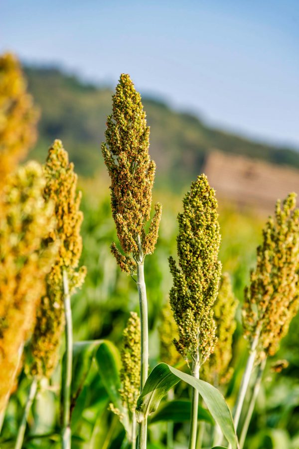 Close-up of a group sorghum heads.