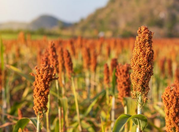 Sorghum crop.