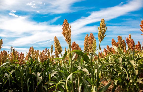 Up-close of a sorghum field a blue sky day.