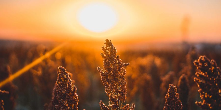 Close-up of sorghum heads during golden hour.