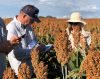 Growers working in a sorghum field.