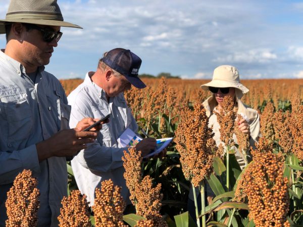 Growers working in a sorghum field.