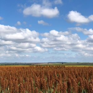 View of a sorghum field.