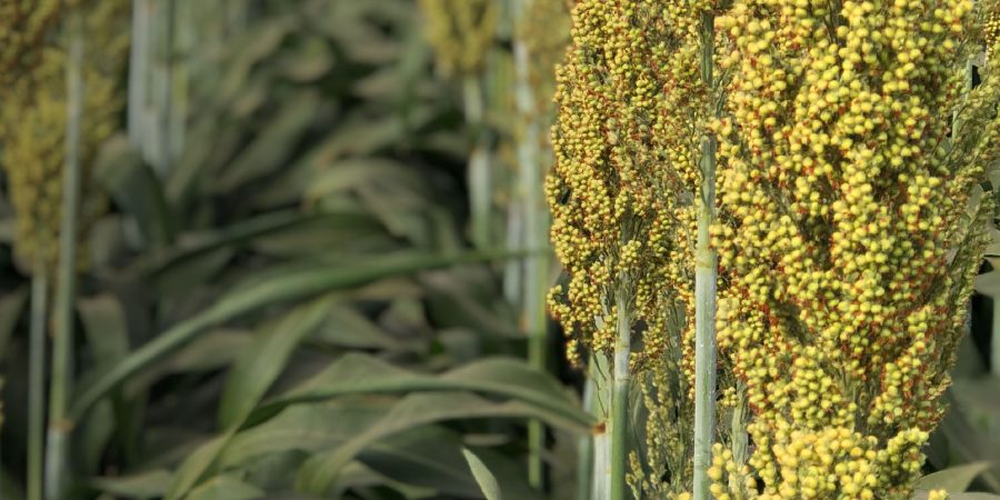 Close-up of a sorghum crop.