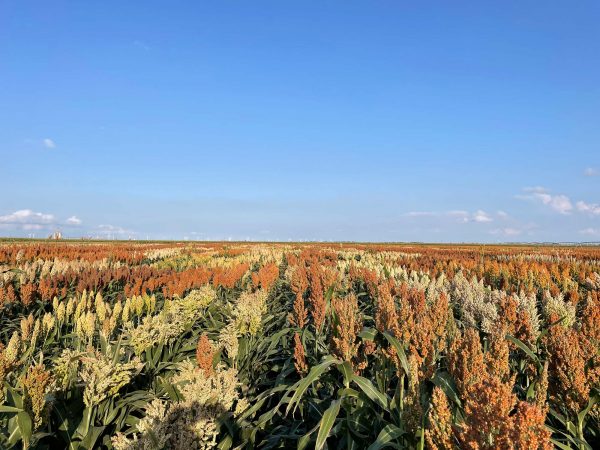 Zoomed-out view of a sorghum field on a blue sky day.