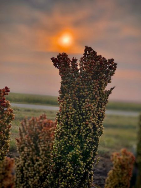 Close-up of a sorghum head during sunset.