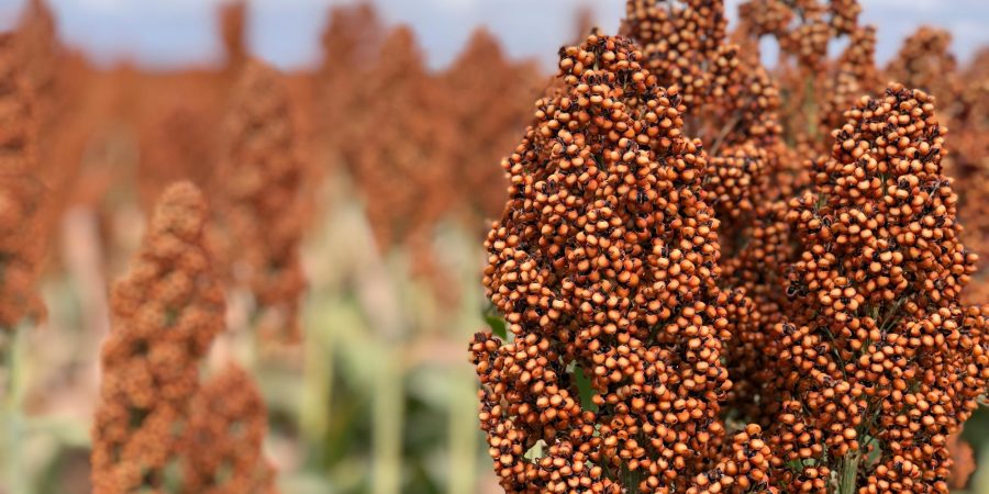 Detailed close-up of a sorghum head.