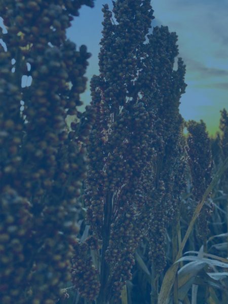 Close-up of a sorghum head.