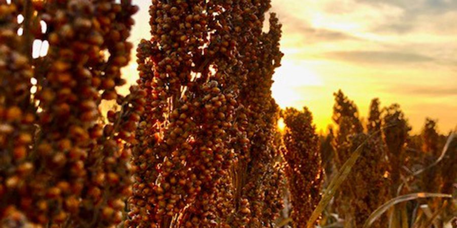 Close-up of a sorghum head.