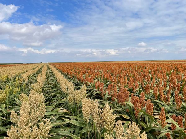 Rows of sorghum crops.