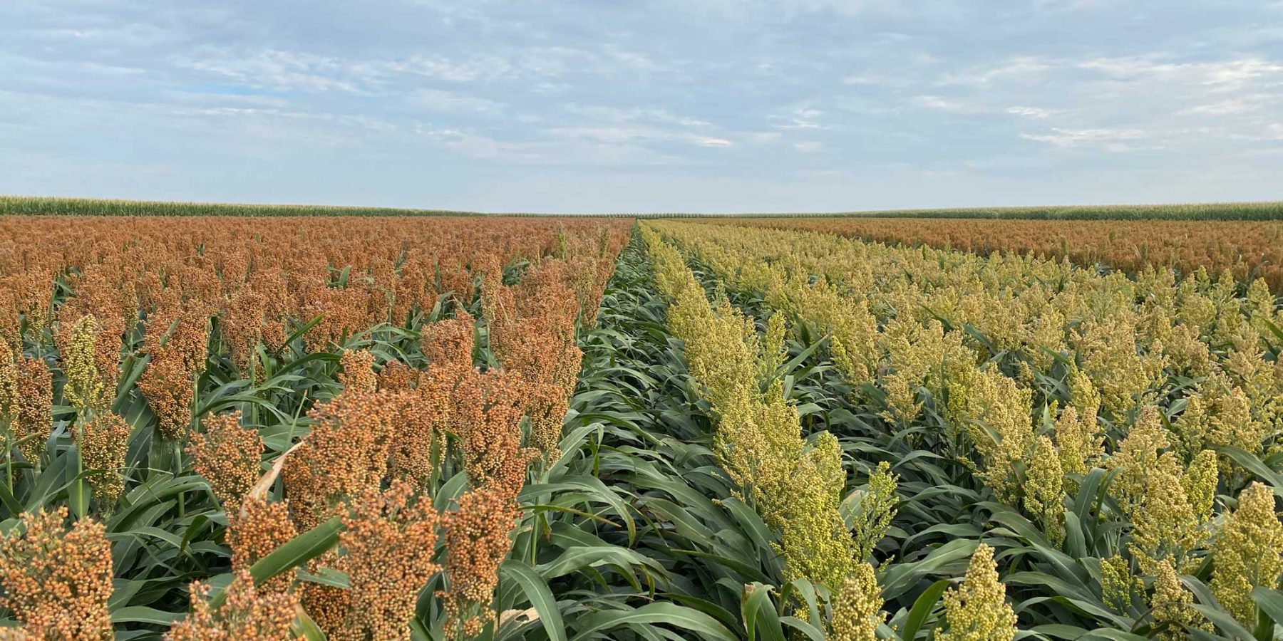 Contact Us - Innovative Seed Solutions