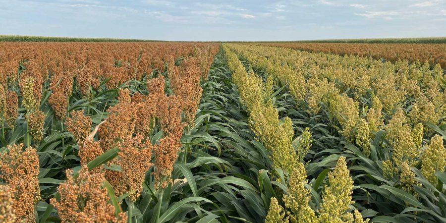 Rows of sorghum crops.