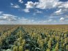 Rows of sorghum crops on a blue sky day.